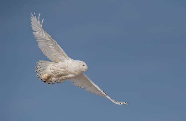 istock Snow Owl in New Jersey 928417720