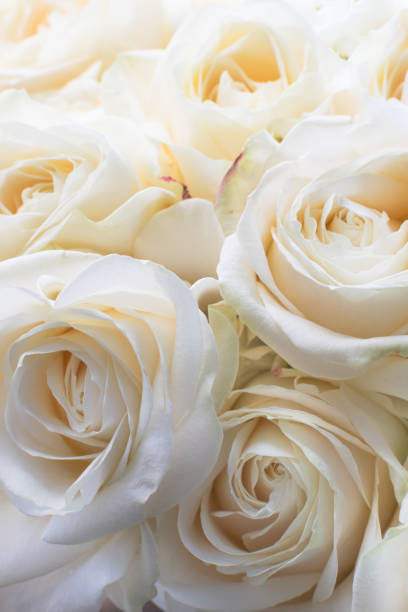 istock delicate and beautiful roses, soft focus. Gift to woman. 928418050