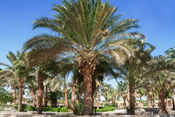 istock Alley with palm trees on a tropical resort in Egypt 928418228