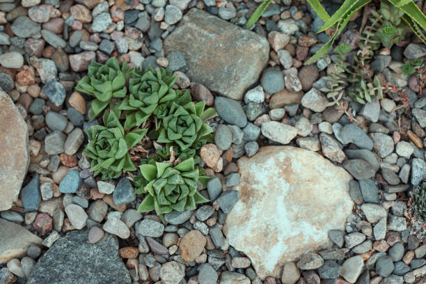 istock Succulent plants (echeveria) in stones 928422958