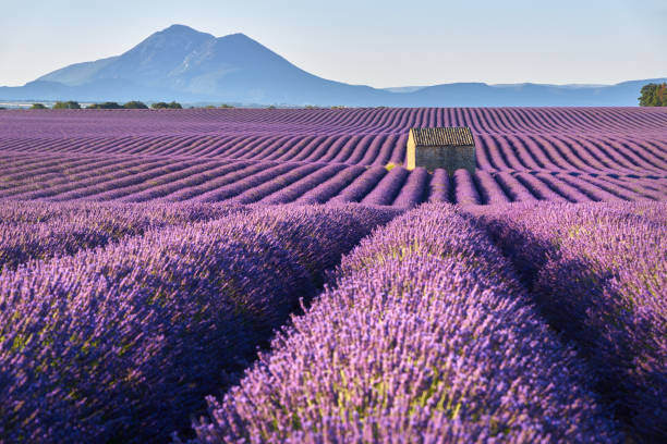 Lavender fields in Plateau de Valensole with a stone house in Summer. Alpes de Haute Provence, France Lavender fields in Plateau de Valensole with a stone house in Summer. Alpes de Haute Provence, PACA Region, France alpes de haute provence photos stock pictures, royalty-free photos & images