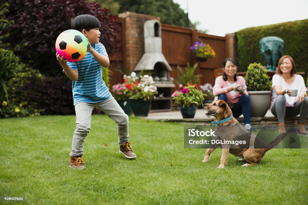 Playing Fetch in the Garden Little boy is playing fetch in the garden with his pet dog and a ball. His mother and grandmother are watching with a cup of tea. Yard - Grounds Stock Photo