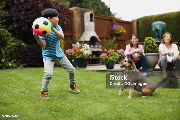 Playing Fetch In The Garden Stock Photo - Download Image Now - Yard - Grounds, Family, Playful