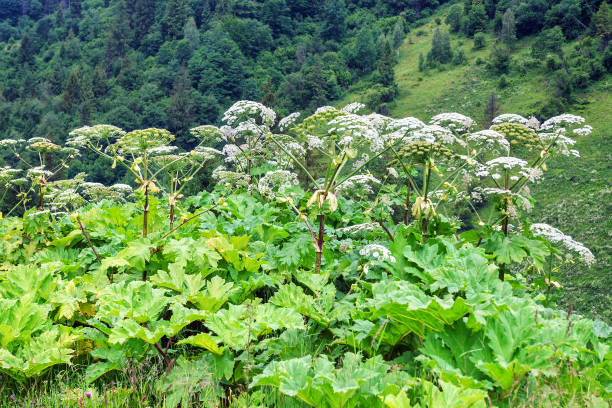 Lush Wild Giant Hogweed plant with blossom. Poisonous plant
