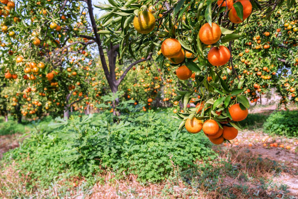 istock ripe mandarines in the garden 928431336