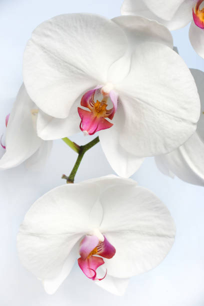 istock Close up of a white phalaenopsis orchid stem on white background 928438016