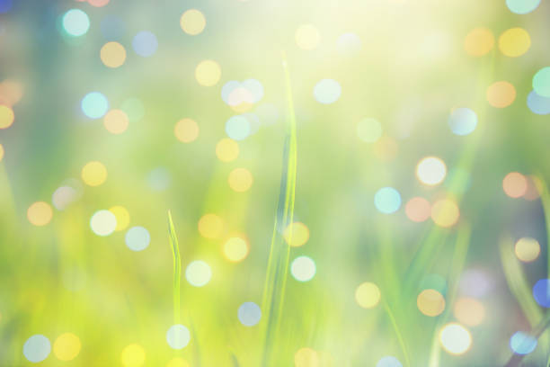 Grass with bokeh stock photo