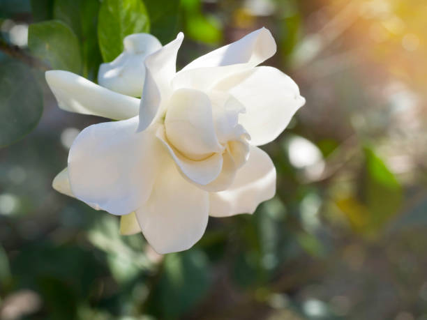 gardenia jasminoides цветок, известный как цветок мыса жасмина ветром в утреннем солнечном свете. пастельные цветные - spring leaf wind sunlight стоковые фото и изображения