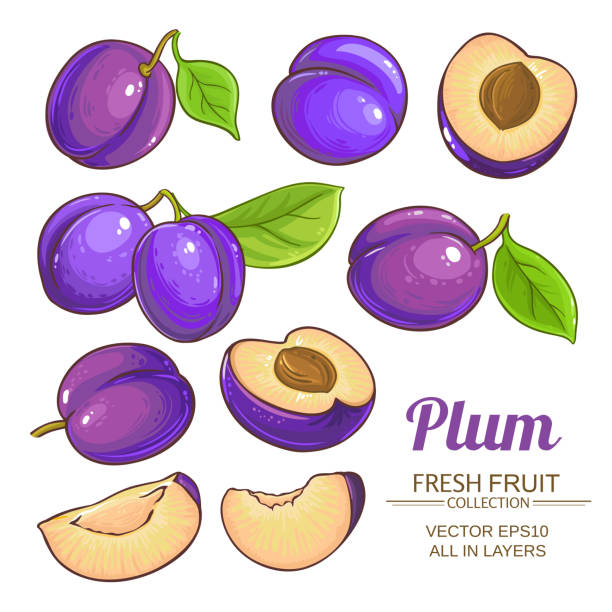 매 실 과일 벡터 세트 - plum red white background organic stock illustrations