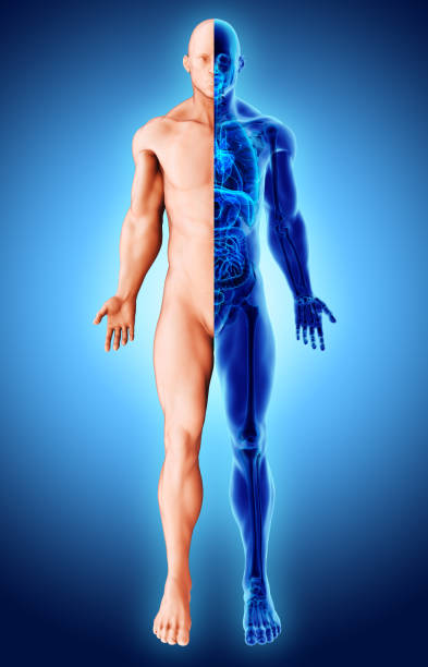 istock 3d illustration two tone style x-ray human skeleton, medical technic. 928441394
