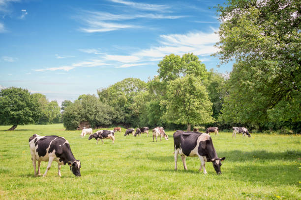 Norman black and white cows grazing on grassy green field with trees on a bright sunny day in Normandy, France. Summer countryside landscape and pasture for cows Norman cows grazing on grassy green field with trees on a bright sunny day in Normandy, France. Summer countryside landscape and pasture for cows normandy stock pictures, royalty-free photos & images