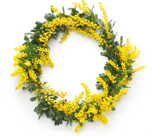 mimosa wreath isolated on white background mimosa wreath isolated on white background wattle flower stock pictures, royalty-free photos & images