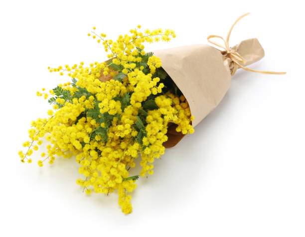 istock mimosa bouquet isolated on white background 928442106