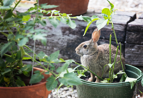 A rabbit sits in a pot of vegetables