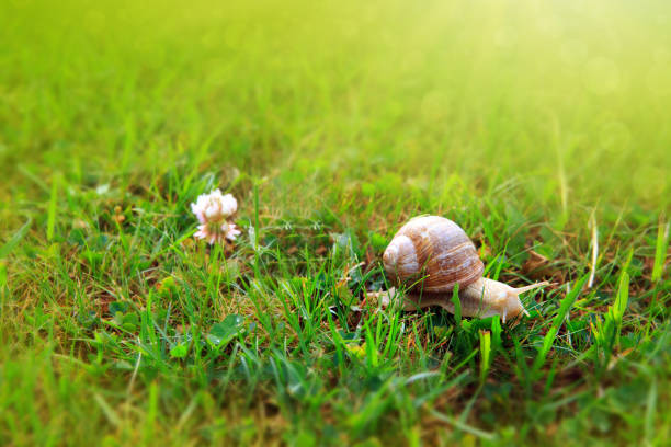 Big snail on the summer garden with flowers.