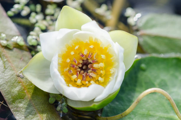 istock Beautiful blooming flower - white water lily on a pond. Nymphaea alba 928446134