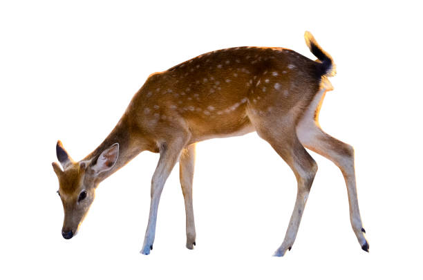 istock baby deer isolated in white background 928446712