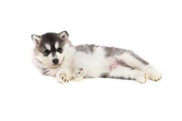 istock Cute puppy Siberian husky 928449730