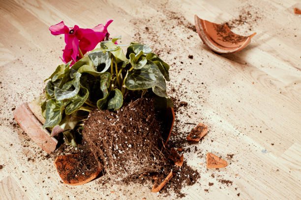 istock Dropped potted plant 928449774