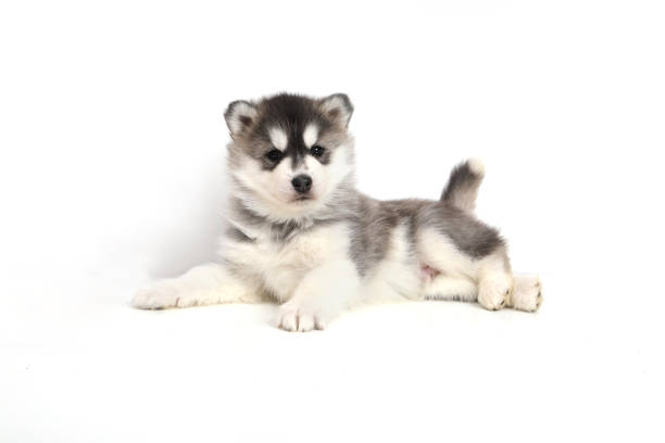 istock Cute puppy Siberian husky 928449848