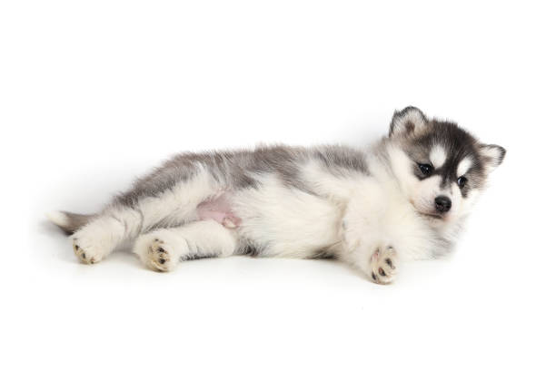 istock Cute puppy Siberian husky 928449918