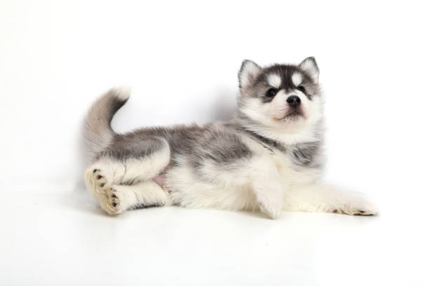 istock Cute puppy Siberian husky 928449962