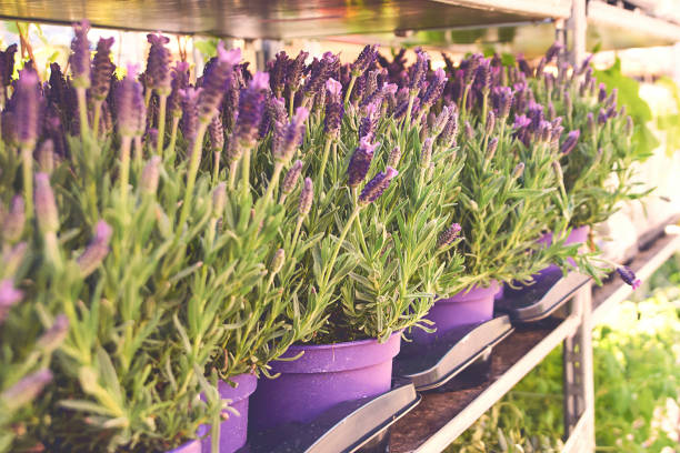 Lavandula stoechas or Spanish lavender being sold in pots at the outdoor flower shop Lavandula stoechas or Spanish lavender being sold in pots at the outdoor street flower shop spanish flower pots stock pictures, royalty-free photos & images