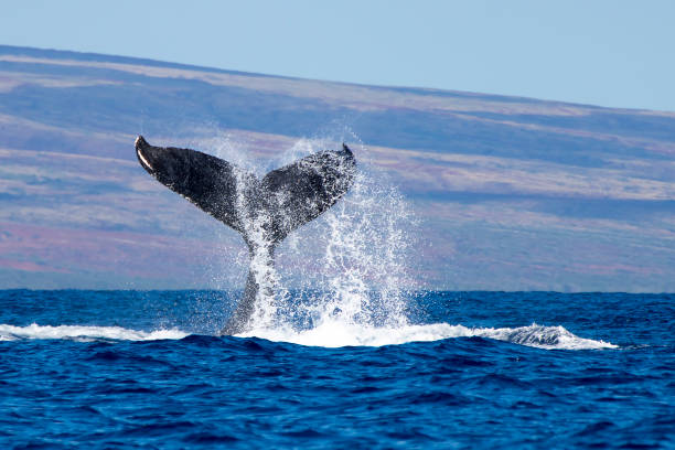istock Humpback Whale Tail Dripping Water as Whale Dives with Island in Background 928450110
