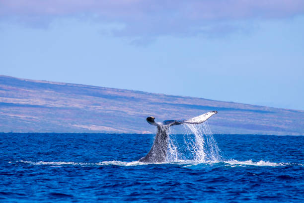 istock Whale Tail as Whale Dives with Island in Background 928450148