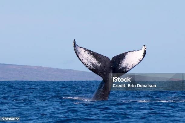 Detail Of Humpback Whale Tail Stock Photo - Download Image Now - Whale, Hawaii Islands, Humpback Whale