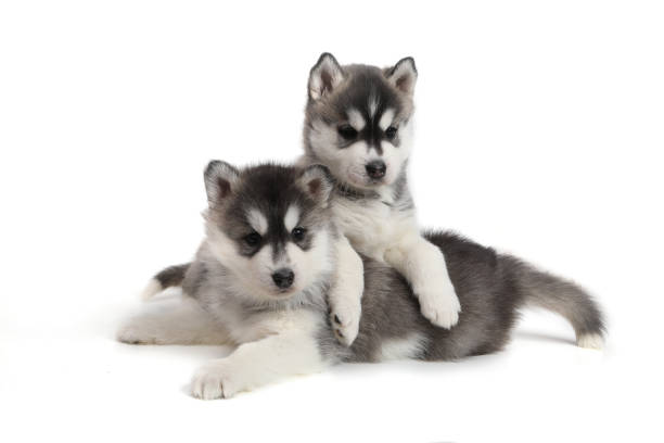 istock Cute puppy Siberian husky 928450516
