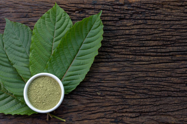 Mitragynina speciosa or Kratom leaves with powder product in white ceramic bowl and wooden table background stock photo