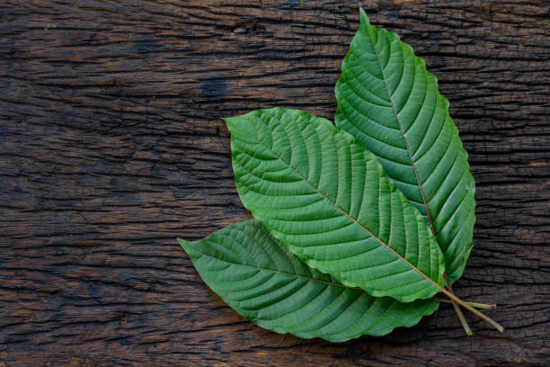 Kratom or Mitragyna speciosa leaves isolated on the wood background stock photo