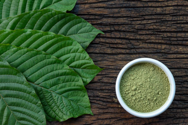Mitragynina speciosa or Kratom leaves with powder product in white ceramic bowl and wooden table background stock photo
