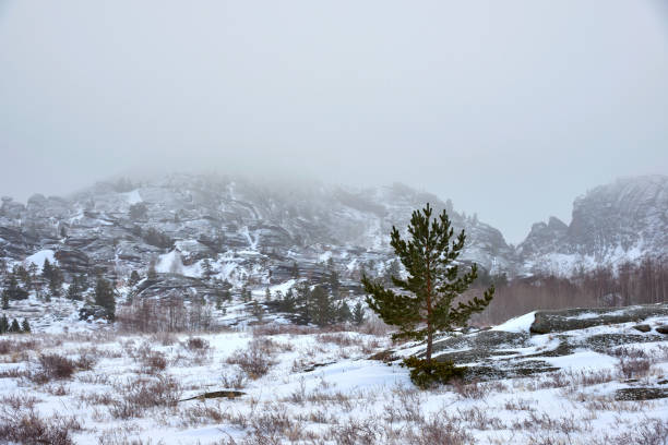 istock Pines growing on rocks in winter. 928452842