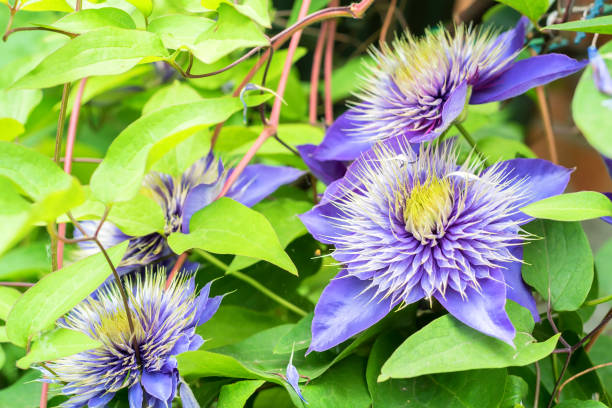 istock Close up beautiful flowering Clematis Jackmanii 928452966