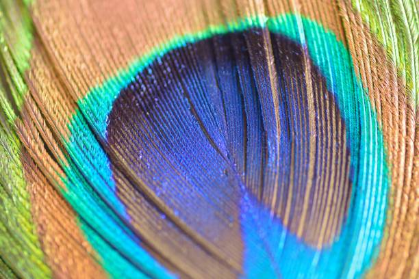 istock Macro texture of colorful Peacock feather 928454398