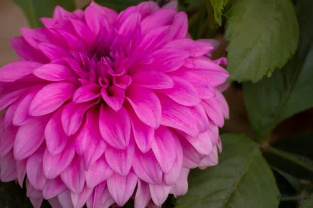 istock Yellow, Pink, Red Garden Flowers 928454542