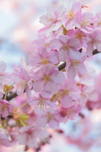 istock Macro texture of Japanese Pink Cherry Blossoms 928456708