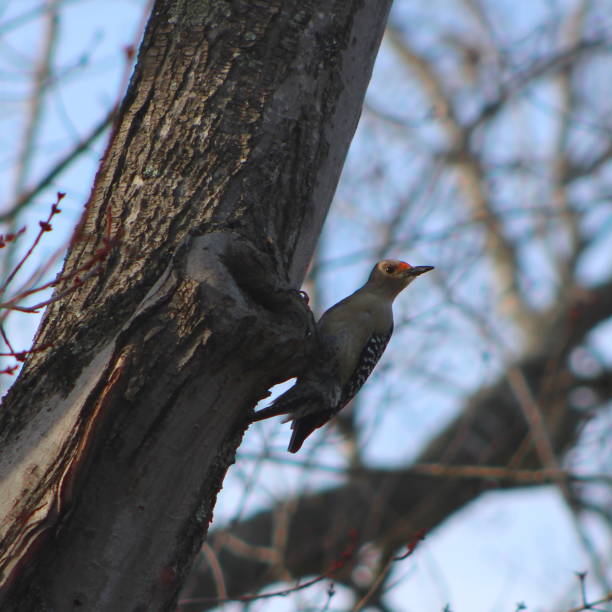 istock red-bellied woodpecker on tree 7 928459144