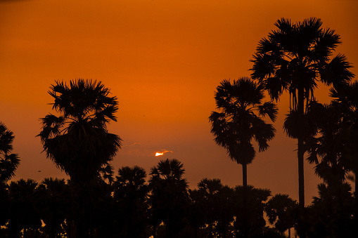 Sunset scene at sugar palm tree garden
