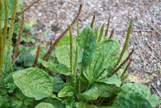 Plantago major Plantago major plants plantain stock pictures, royalty-free photos & images