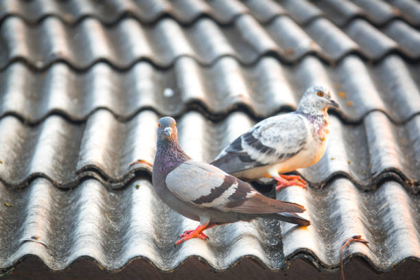 istock Pigeon on roof building 928470370