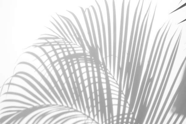 istock abstract background of shadows palm leaf on a white wall. White and Black. 928472608