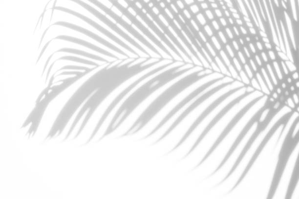 istock abstract background of shadows palm leaf on a white wall. White and Black. 928472662