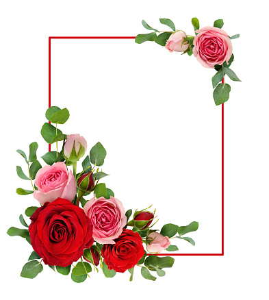 Red and pink rose flowers with eucalyptus leaves in a corner arrangements with  frame isolated on white background. Flat lay. Top view.