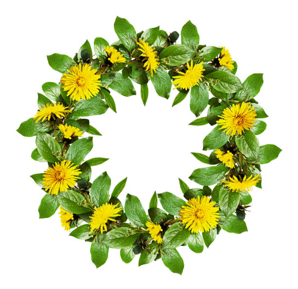 Spring round wreath with green leaves and dandelion flowers isolated on white background. Flat lay.
