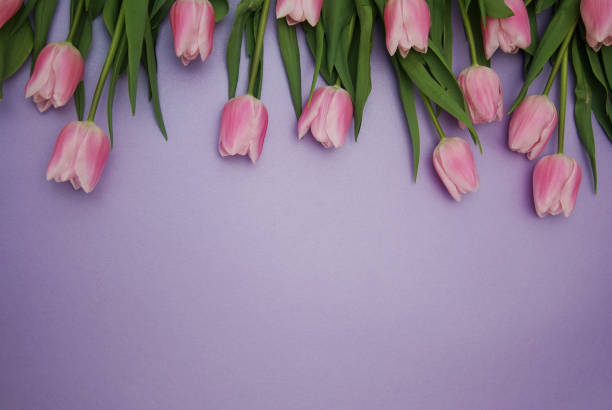 istock Pink Tulips bouquet, over Purple Background with copy space. Top view. flat Lay. Spring time. 928473902