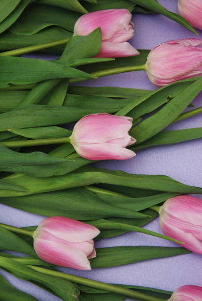istock Pink Tulips bouquet, over Purple Background with copy space. Top view. flat Lay. Spring time. 928473934