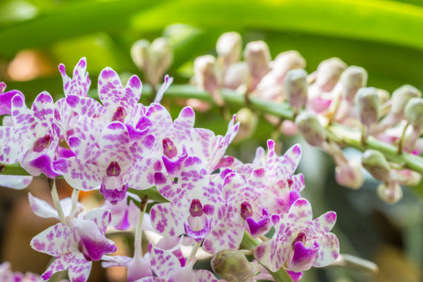 White and purple orchid, Rhynchostylis gigantea. White and purple orchid, Rhynchostylis gigantea, in full bloom in farm, among green leaves and bud blurred background, in Thailand. Macro. rhynchostylis gigantea orchid stock pictures, royalty-free photos & images